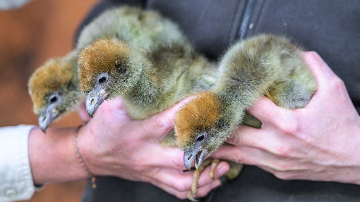 Zázrak po 41 letech: Zoo Praha úspěšně odchovala vzácné čáji obojkové