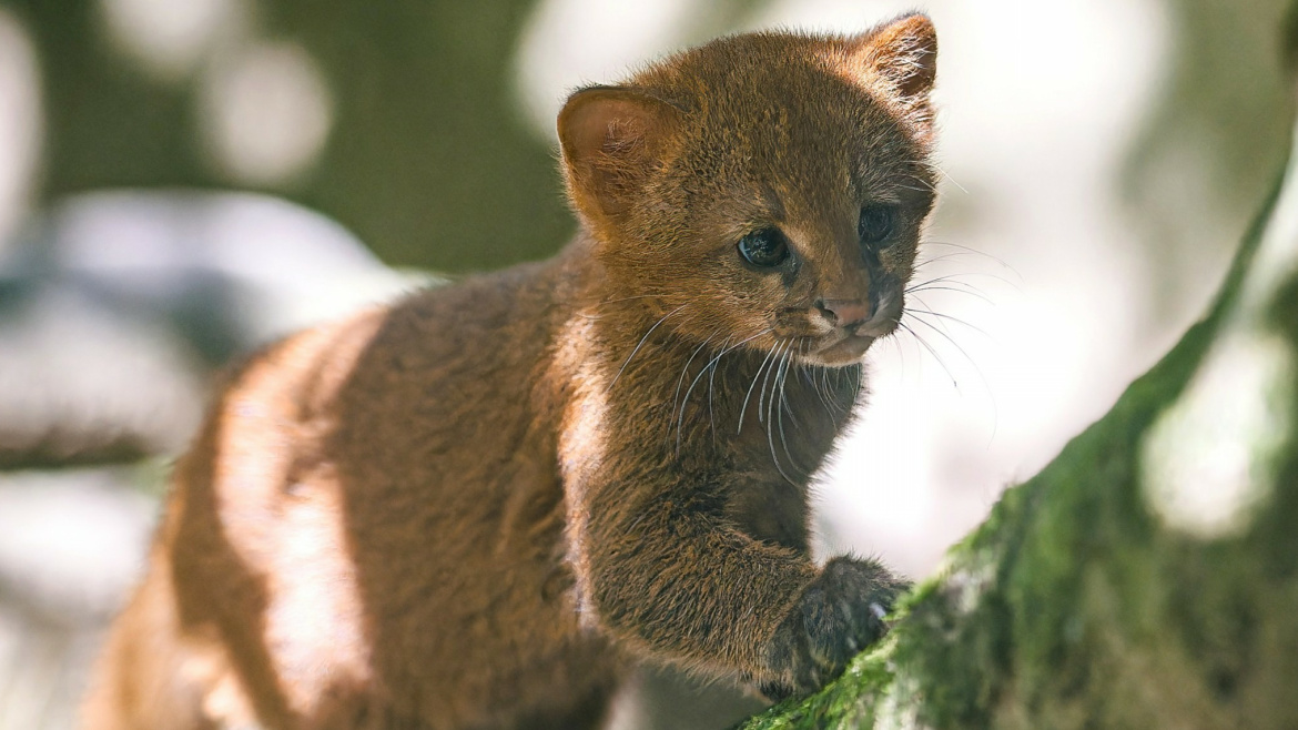 Mazlivé, hravé, zvídavé: V pražské zoo dovádějí unikátní koťata jaguarundi