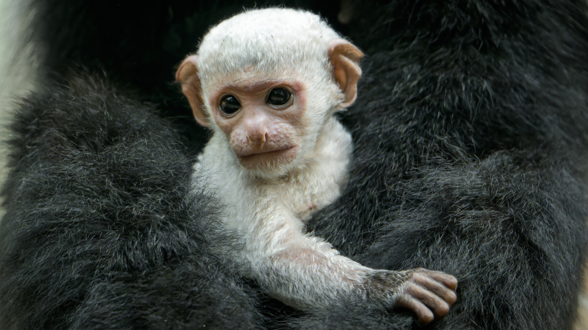 Roztomilost sama! Malá gueréza je poprvé k vidění v pražské zoo