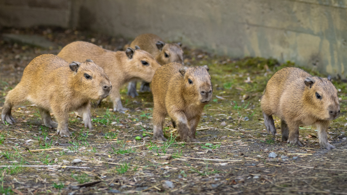 Rekordní nadělení v pražské zoo: Kapybary přivedly na svět sedm potomků